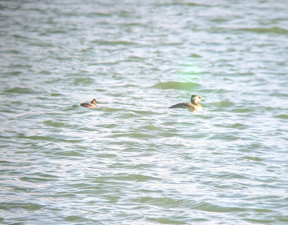 Eared Grebe - Adam Mitchell