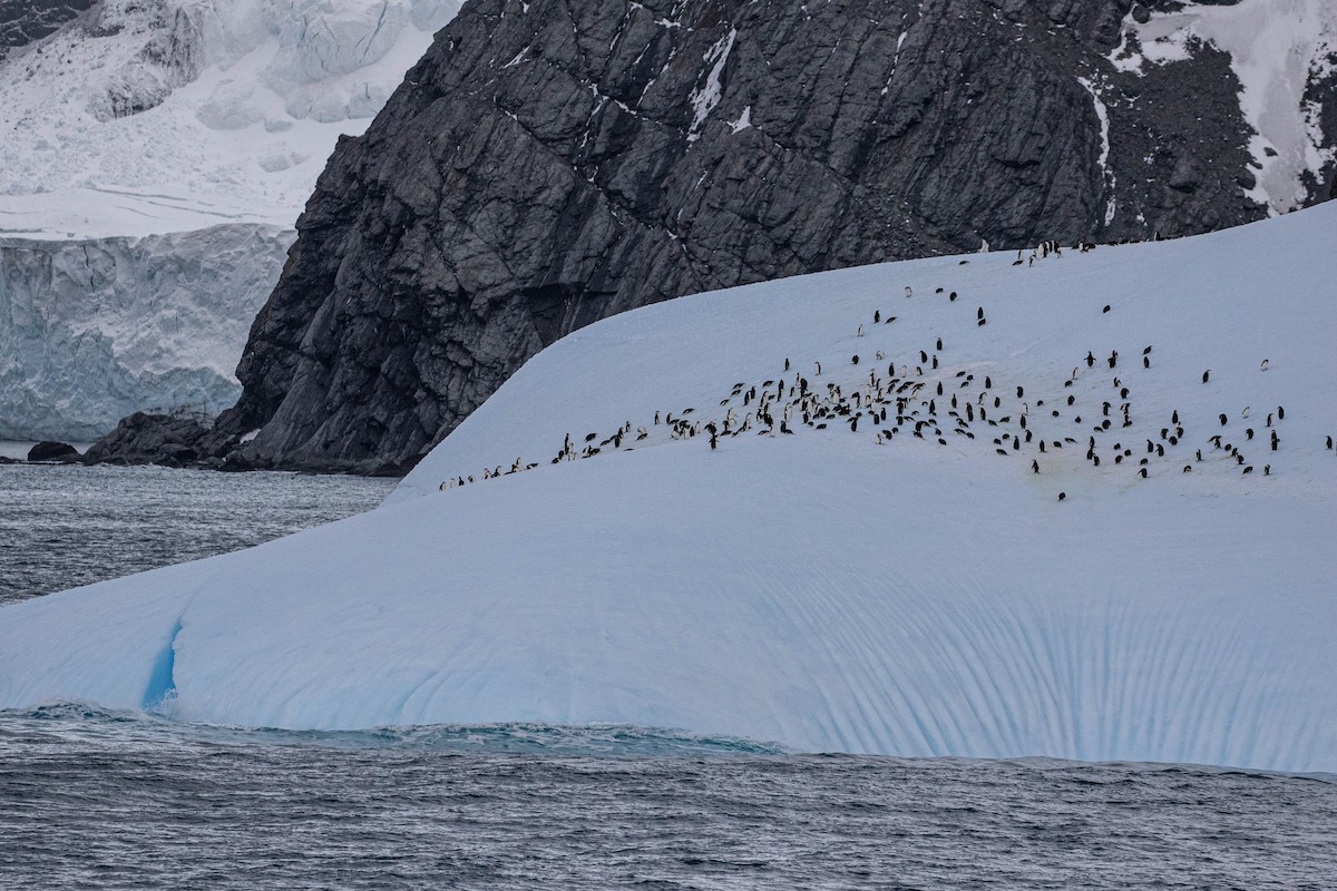 Антарктический пингвин - ML618599342