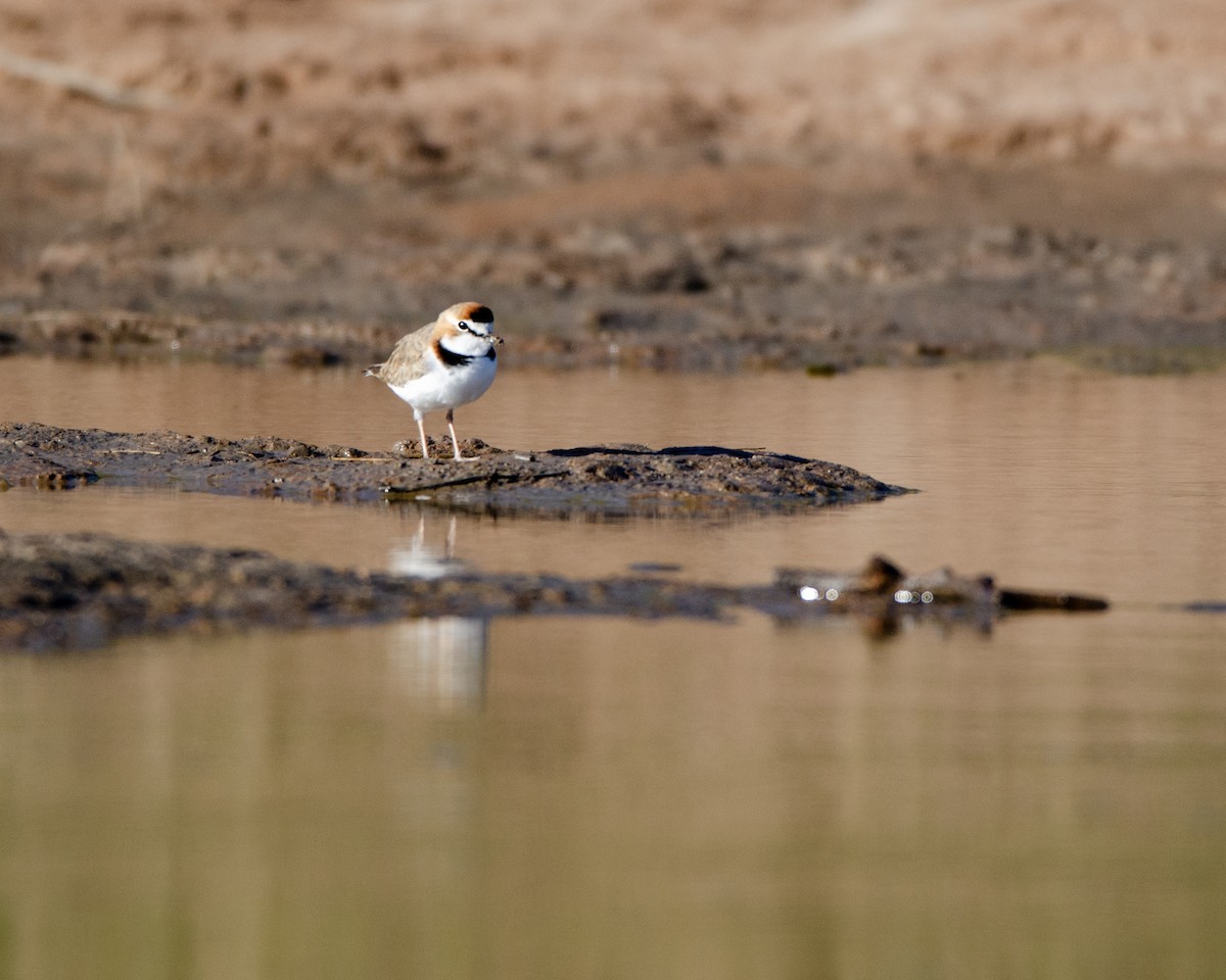 Collared Plover - ML618599347