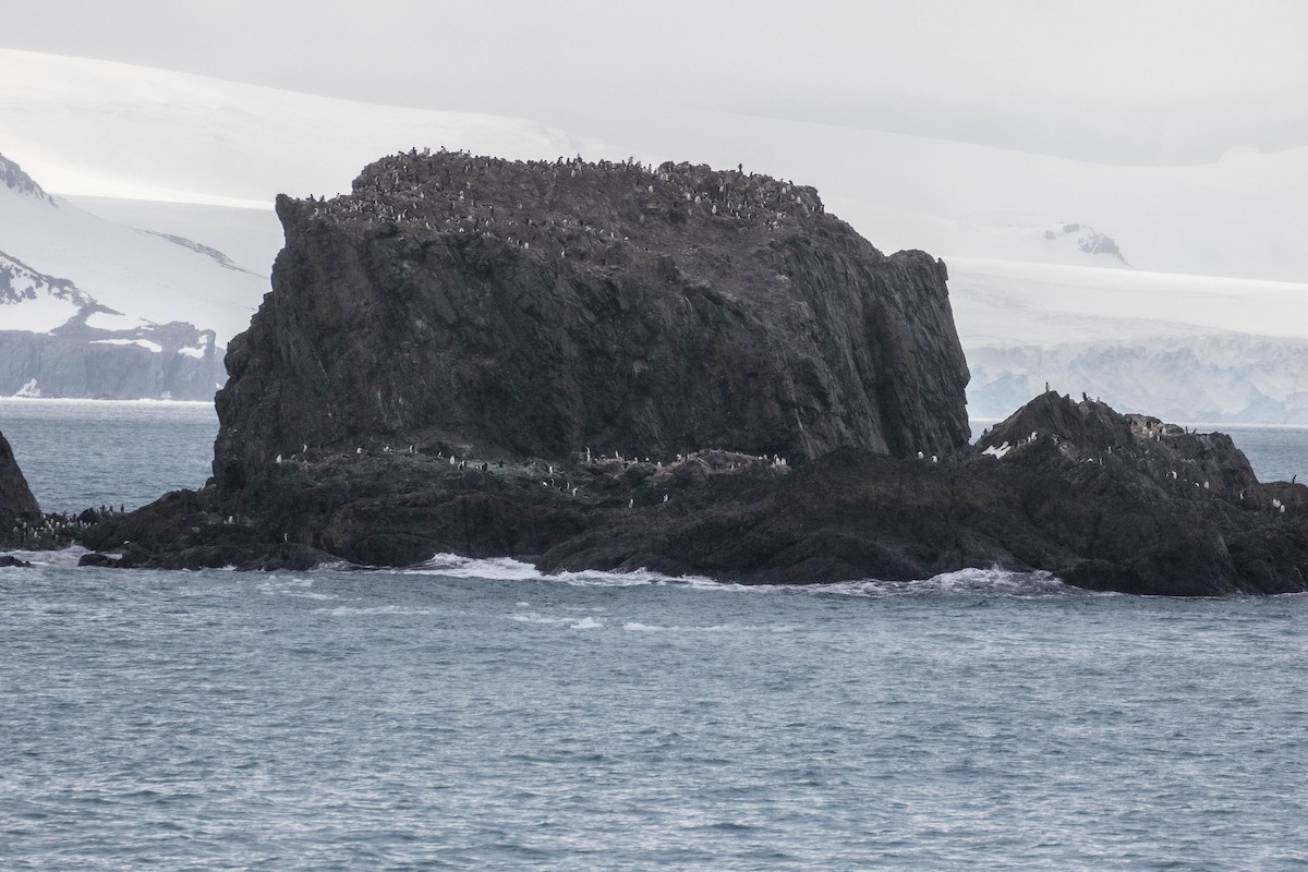 Chinstrap Penguin - ML618599353