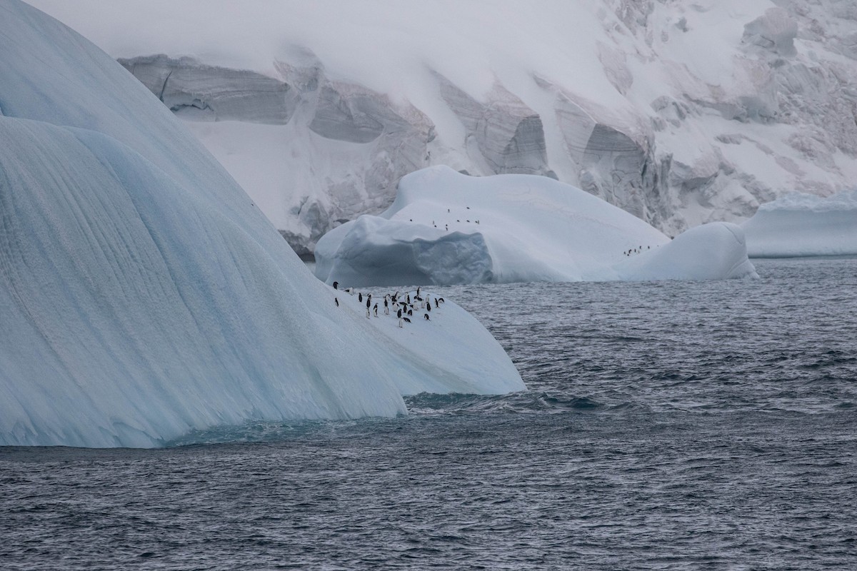 Chinstrap Penguin - Denis Corbeil