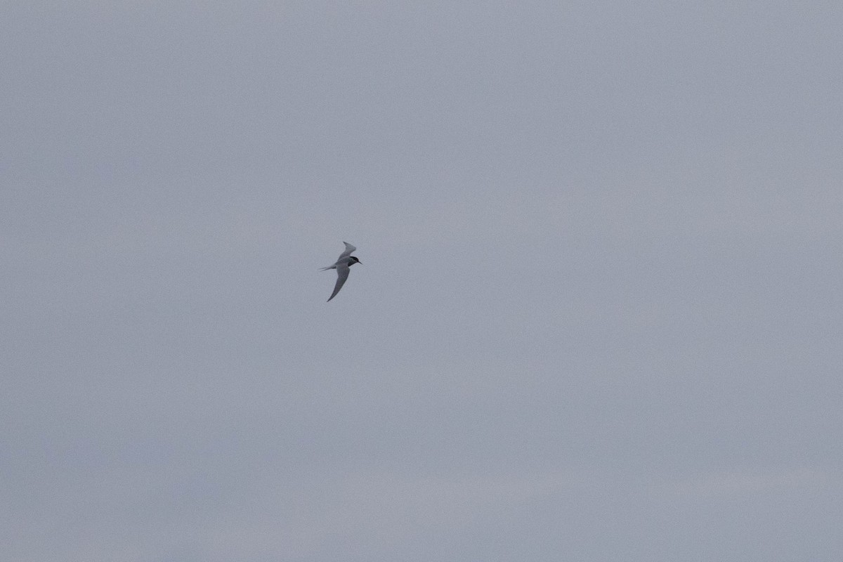 Antarctic Tern - Denis Corbeil