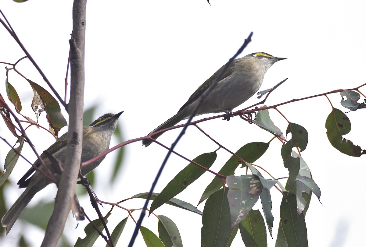 Yellow-faced Honeyeater - Anthony Katon