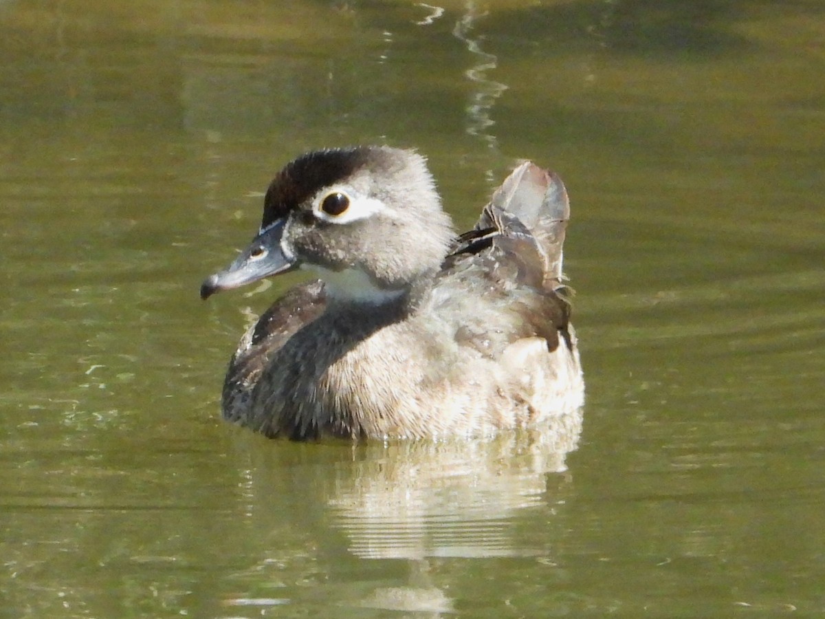 Wood Duck - ML618599419