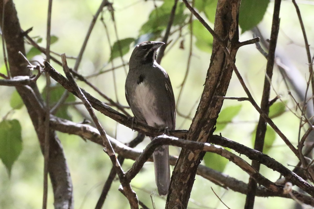 Five-striped Sparrow - ML618599437