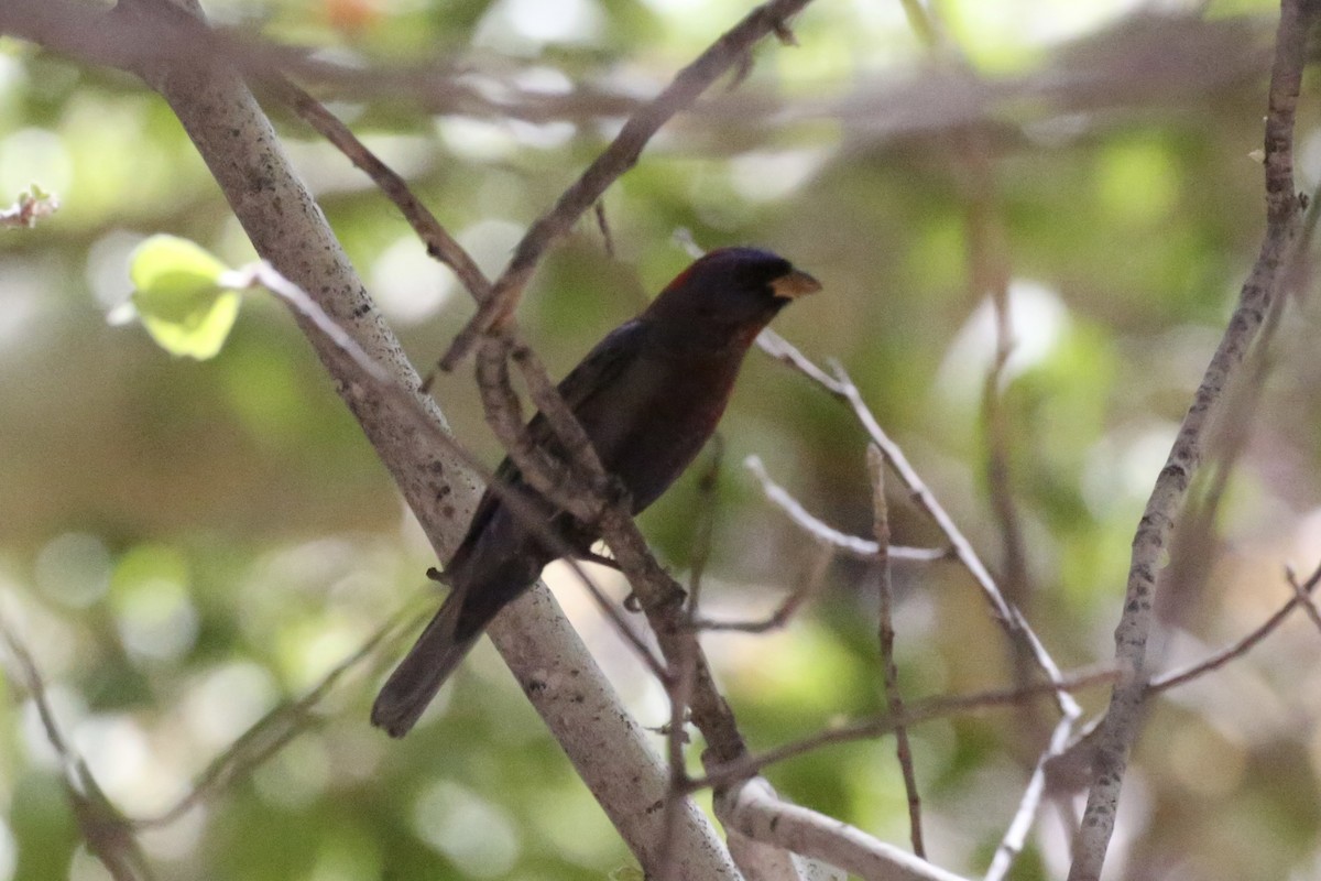 Varied Bunting - ML618599445