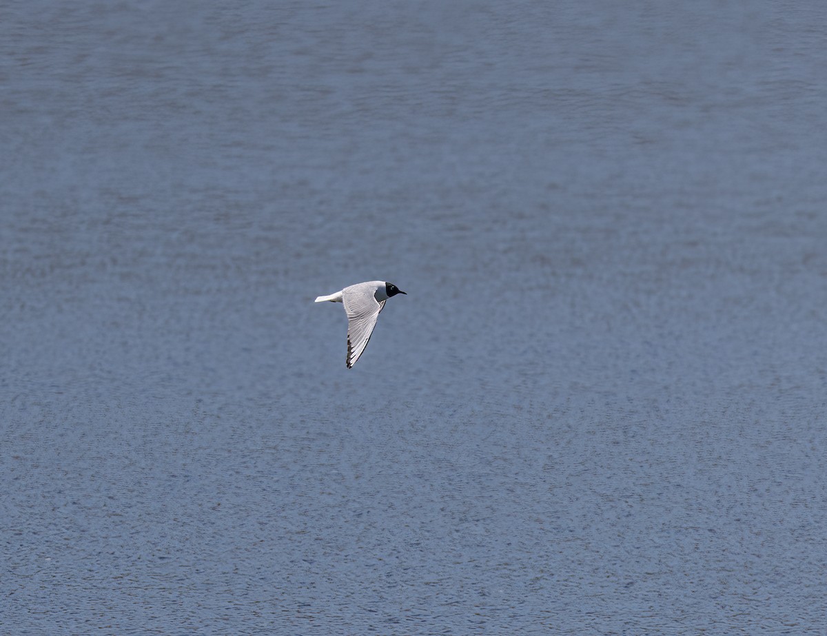 Bonaparte's Gull - Gary Woods