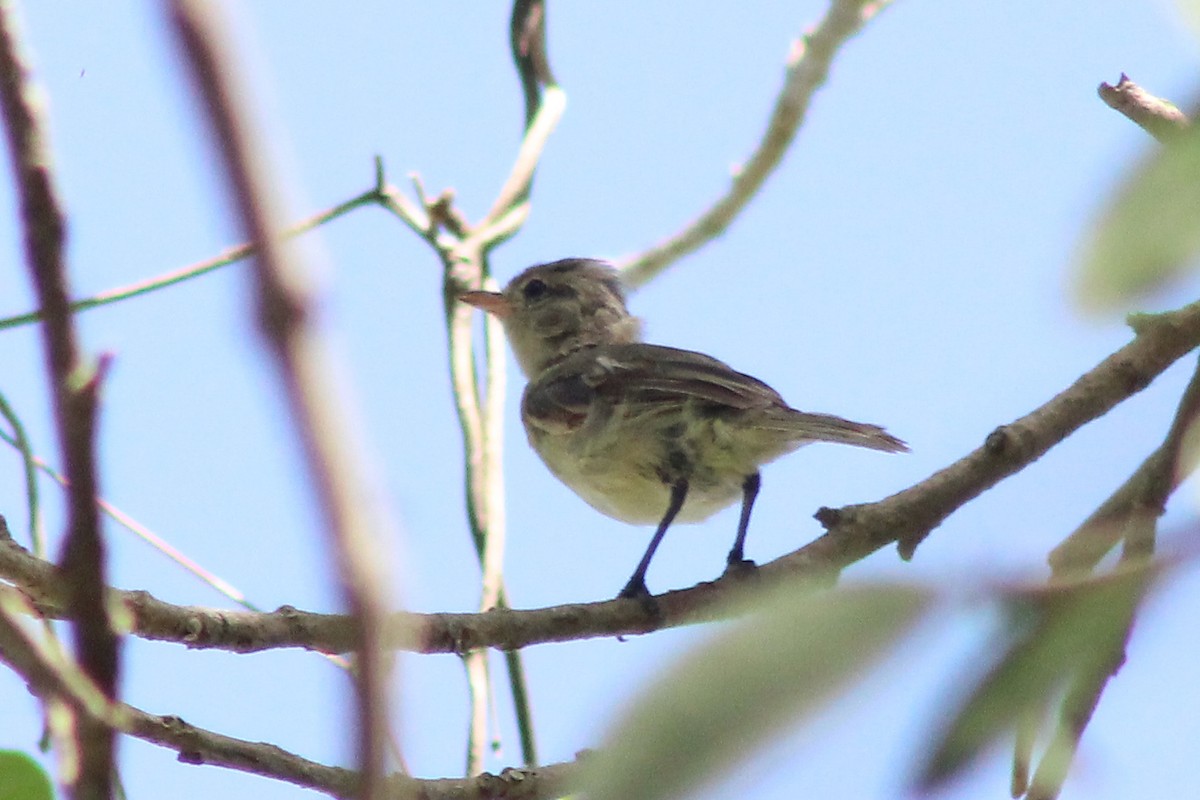 Northern Beardless-Tyrannulet - ML618599454