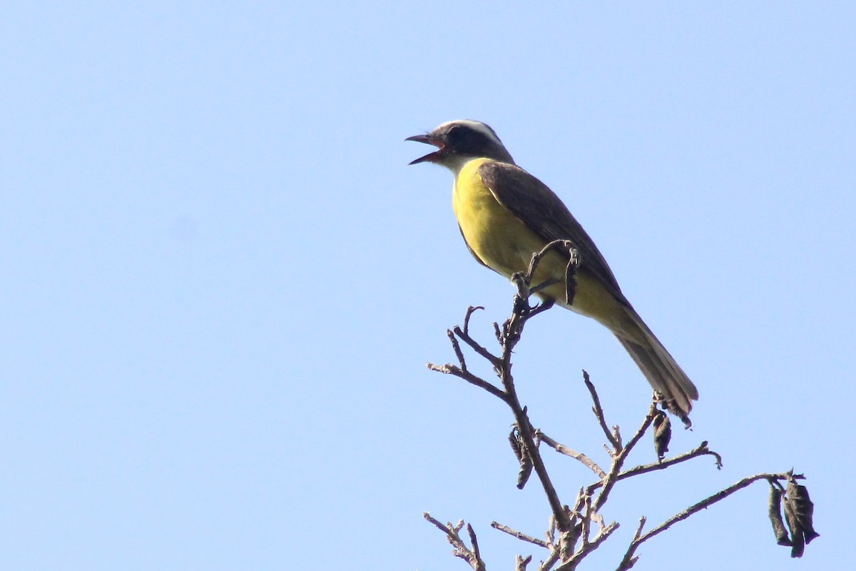 Social Flycatcher - Elias Thomas