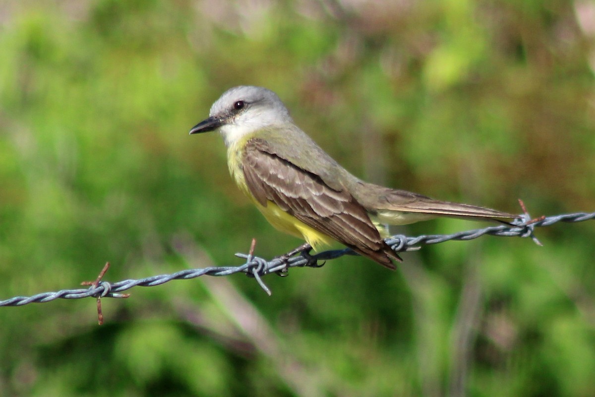 Couch's Kingbird - ML618599487