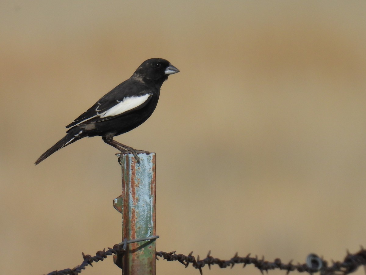 Lark Bunting - ML618599514