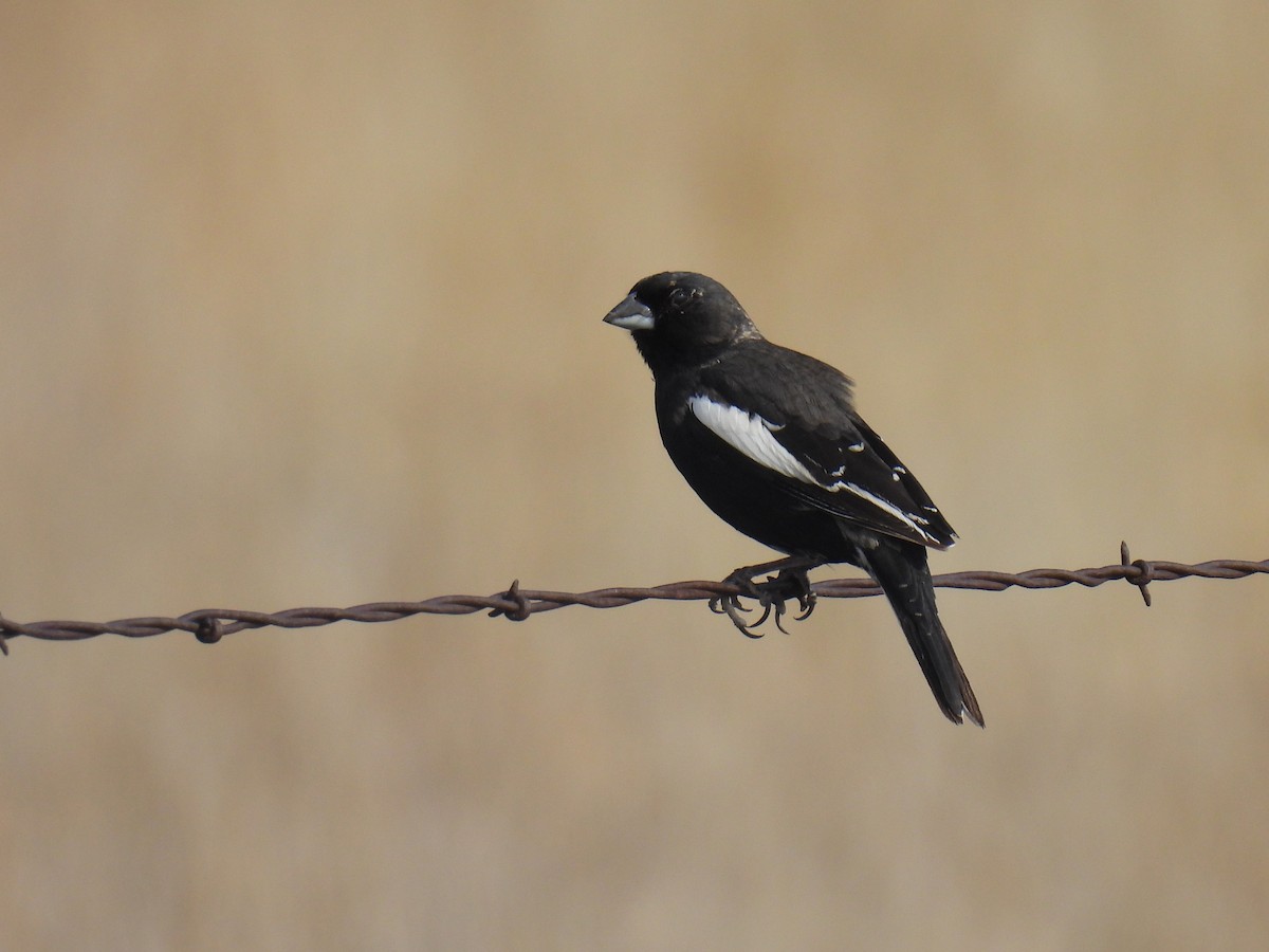 Lark Bunting - ML618599515