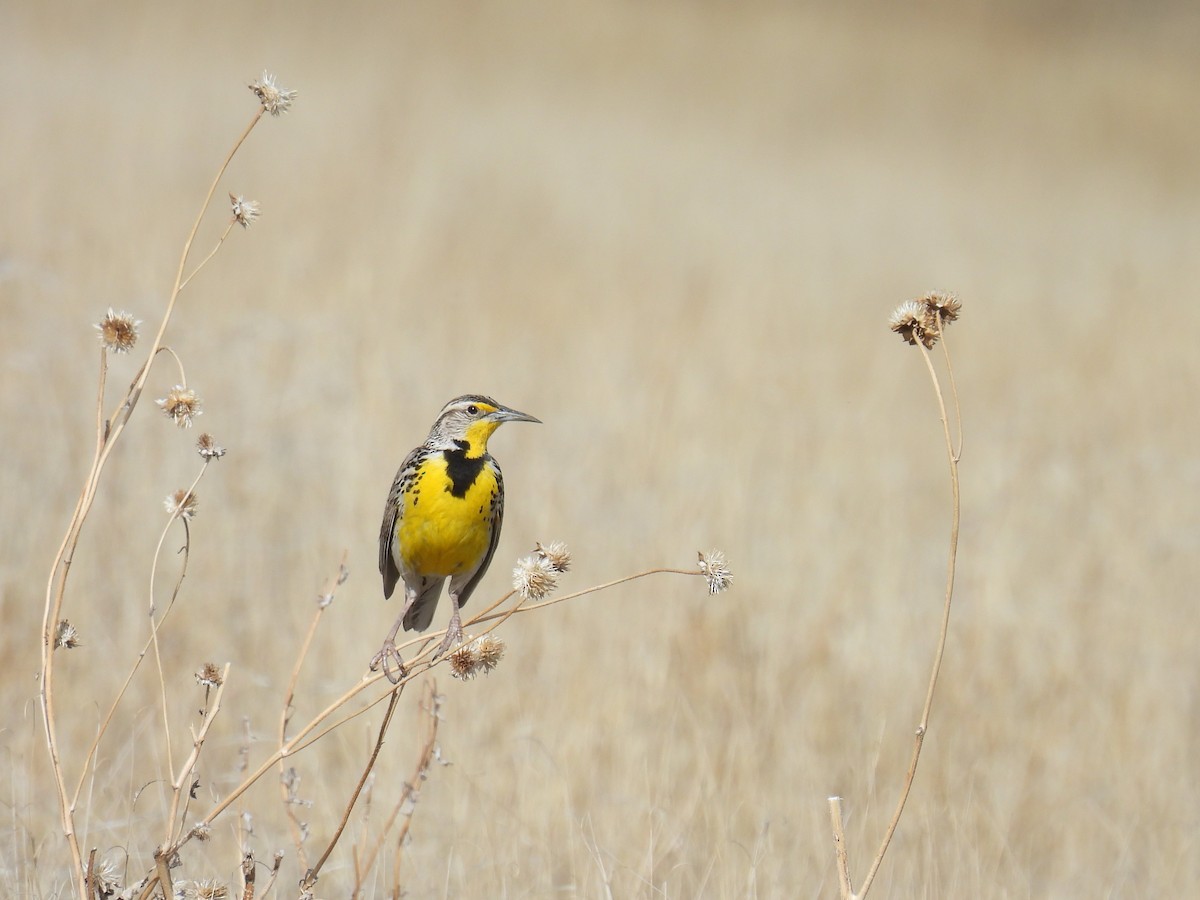 Western Meadowlark - ML618599524