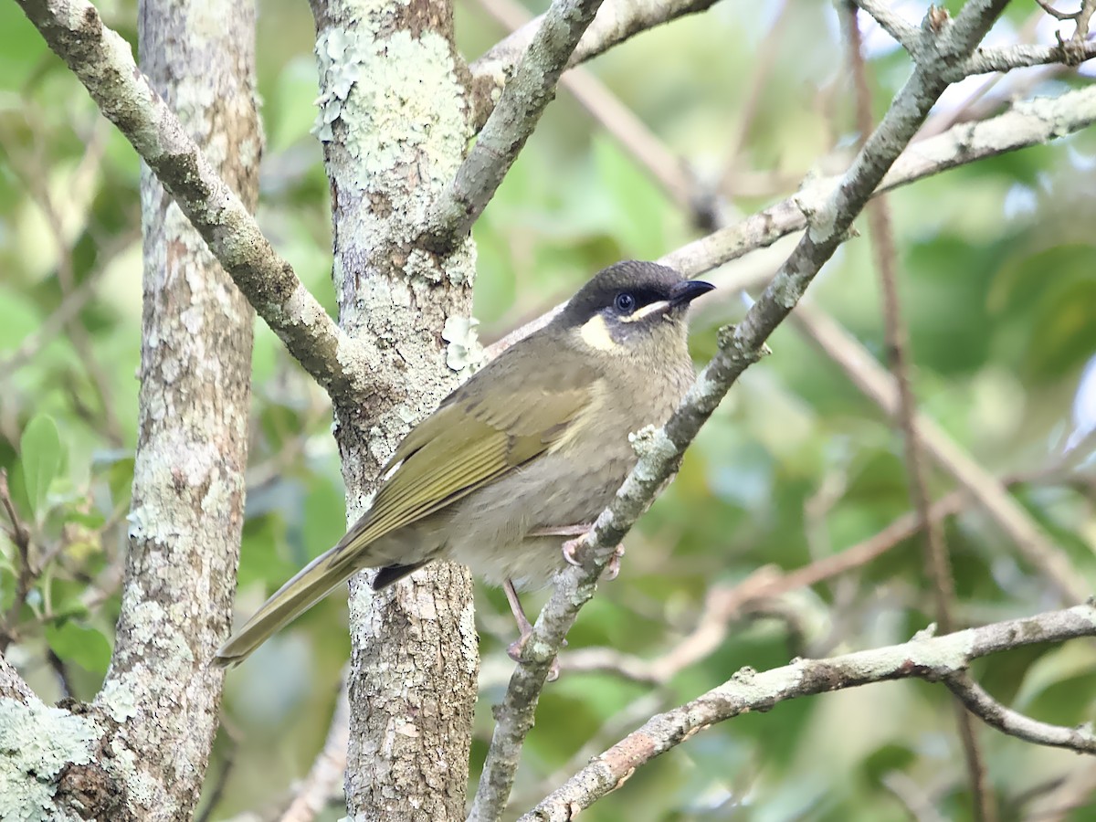 Lewin's Honeyeater - ML618599534