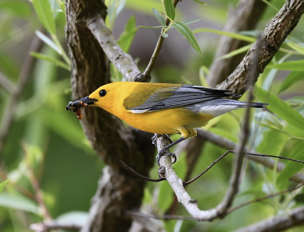 Prothonotary Warbler - Claudia Nielson