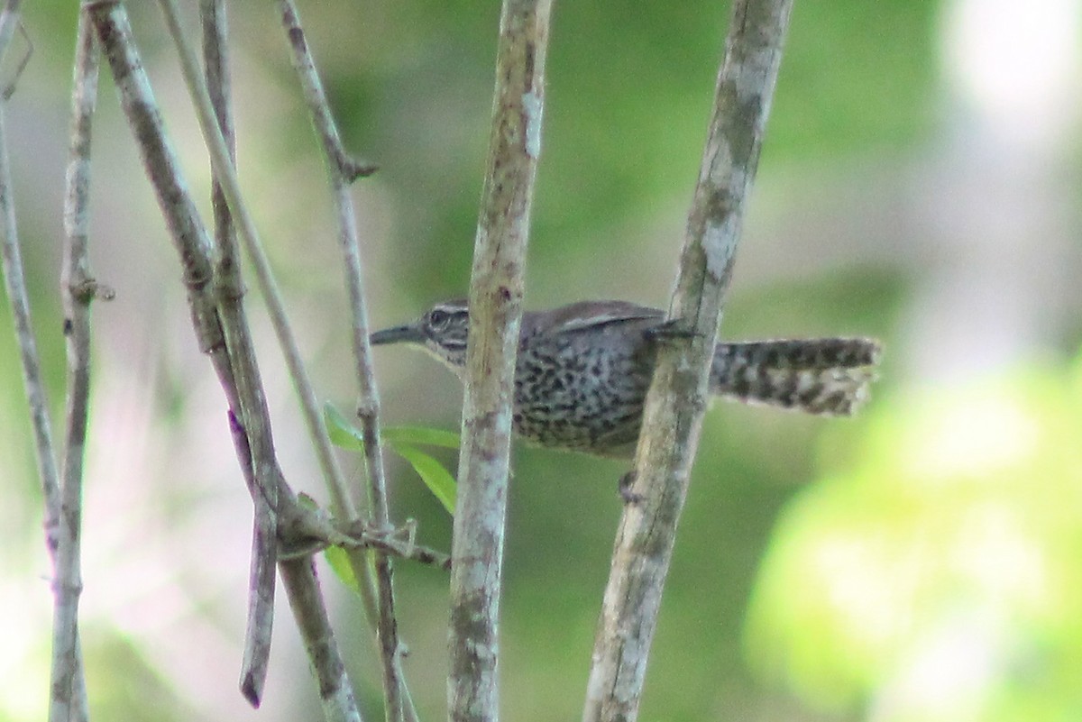 Spot-breasted Wren - ML618599549