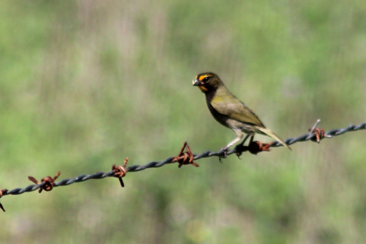 Yellow-faced Grassquit - ML618599571