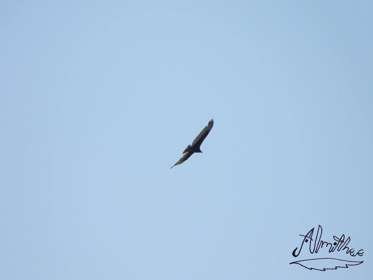 Turkey Vulture - ML618599576