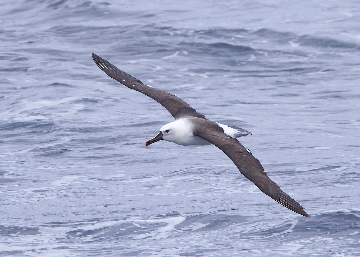Hint Sarı Gagalı Albatrosu - ML618599611