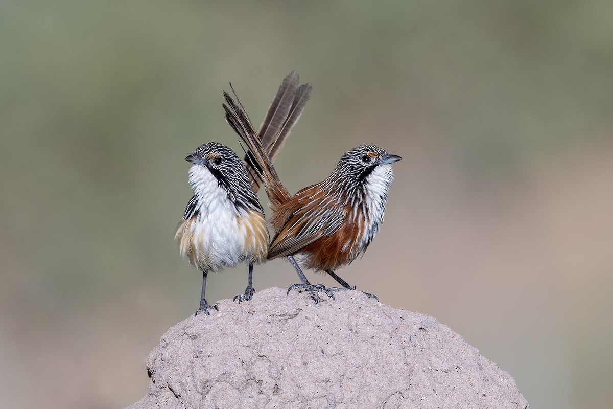 Carpentarian Grasswren - Laurie Ross | Tracks Birding & Photography Tours