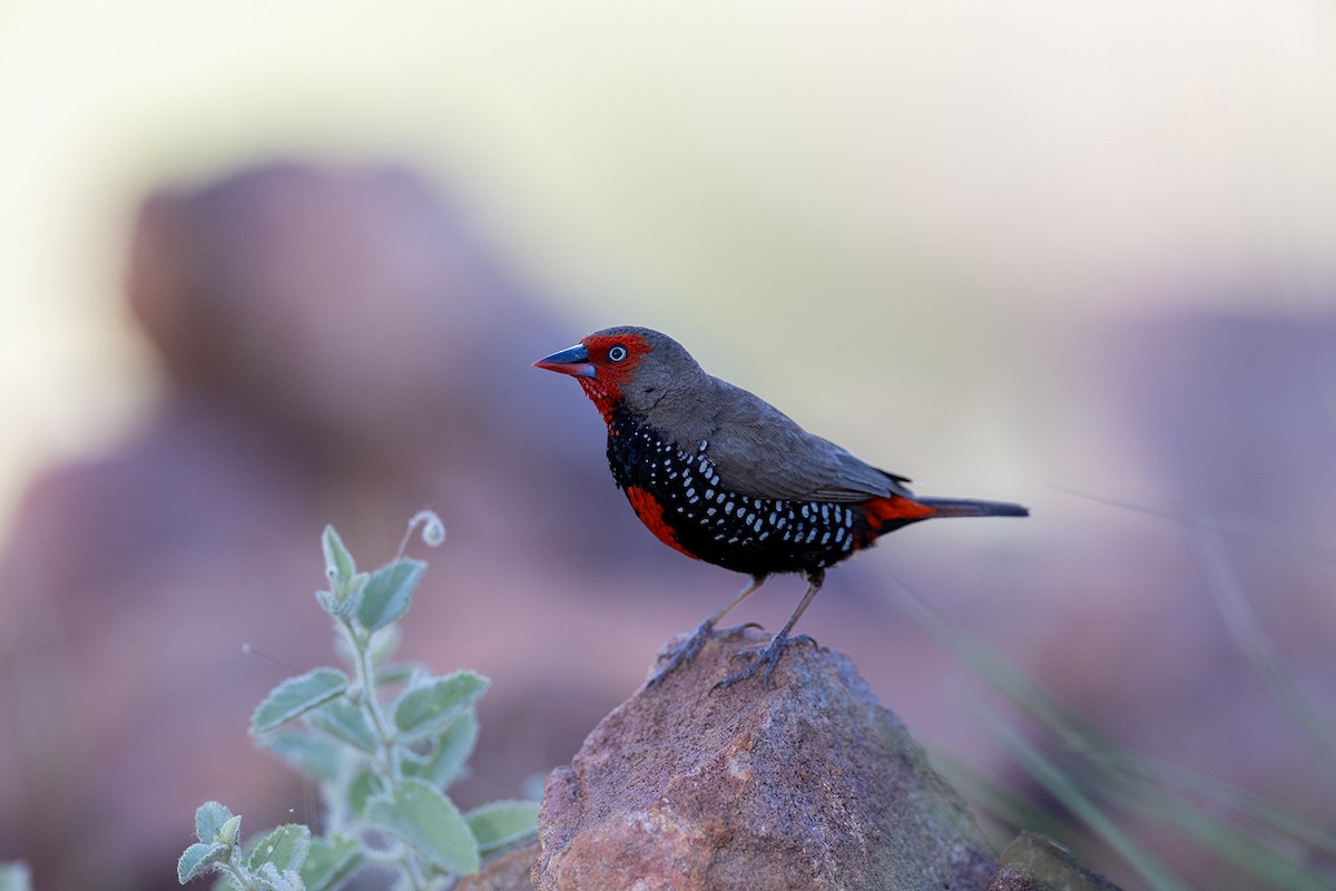 Painted Firetail - Laurie Ross | Tracks Birding & Photography Tours