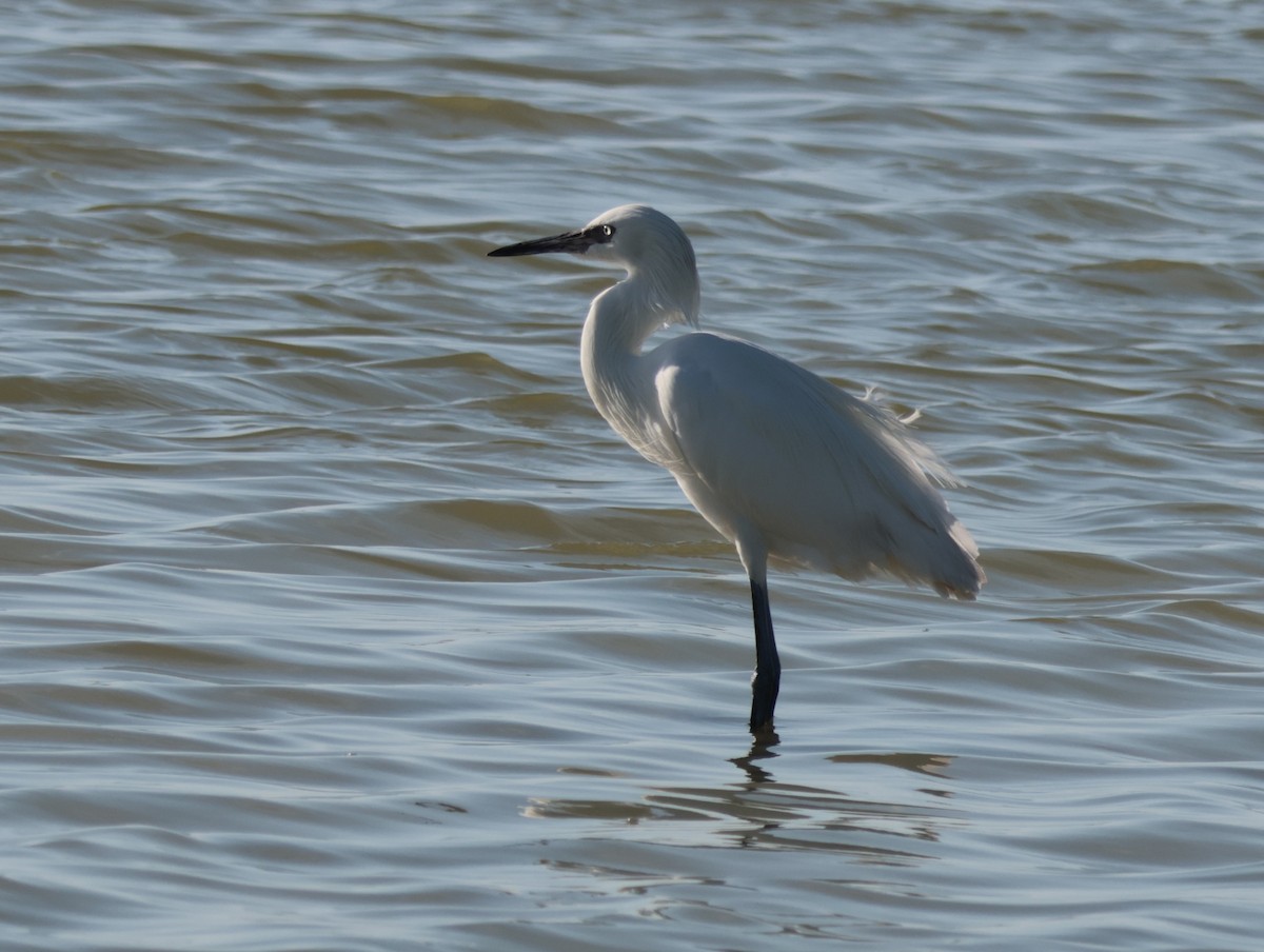 Reddish Egret - Joan Baker