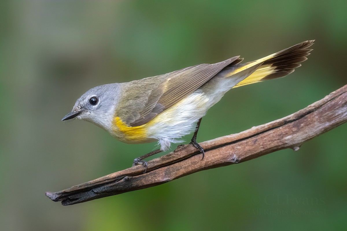 American Redstart - ML618599679