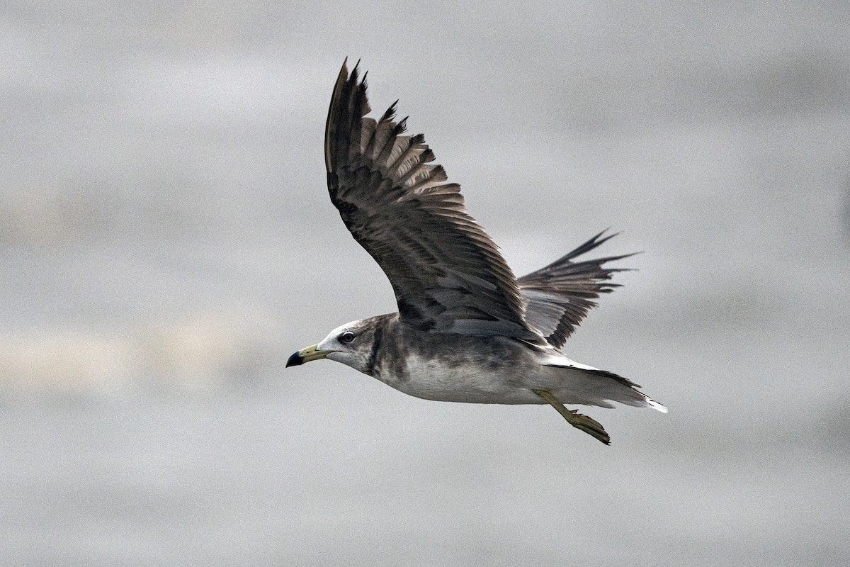 Black-tailed Gull - Wachara  Sanguansombat