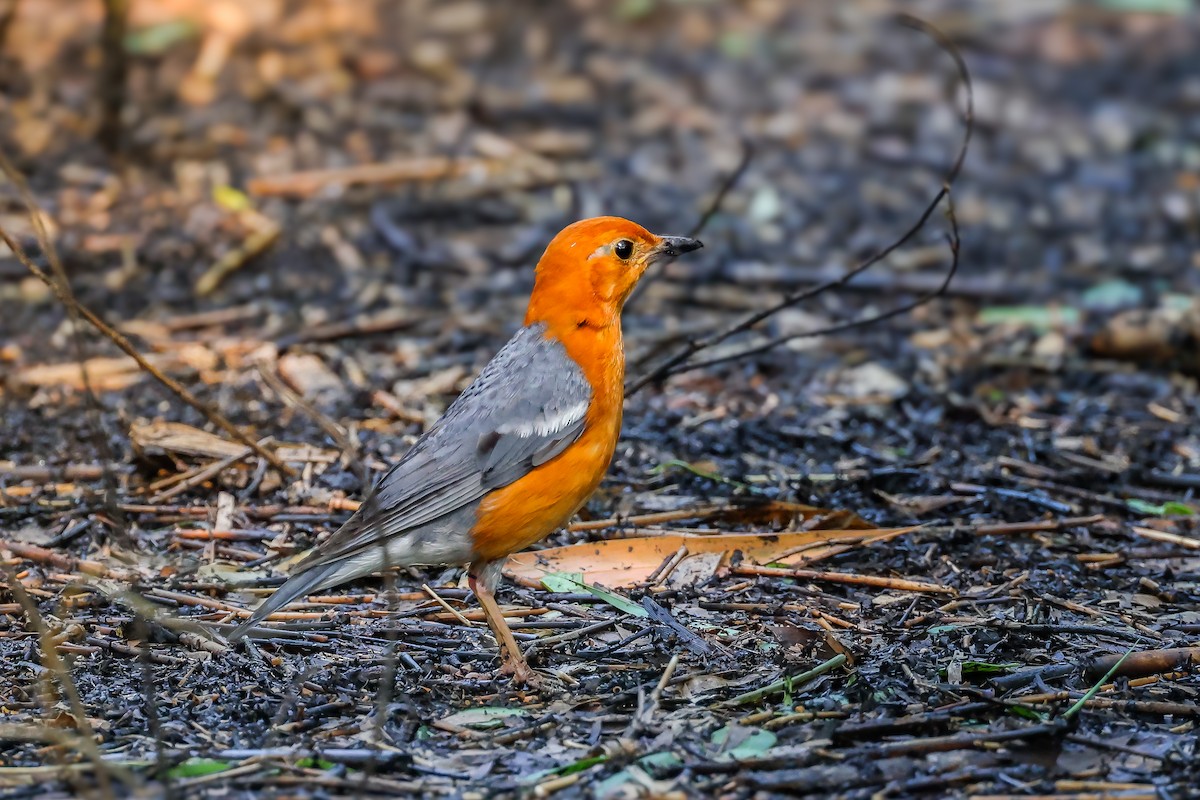 Orange-headed Thrush - ML618599699