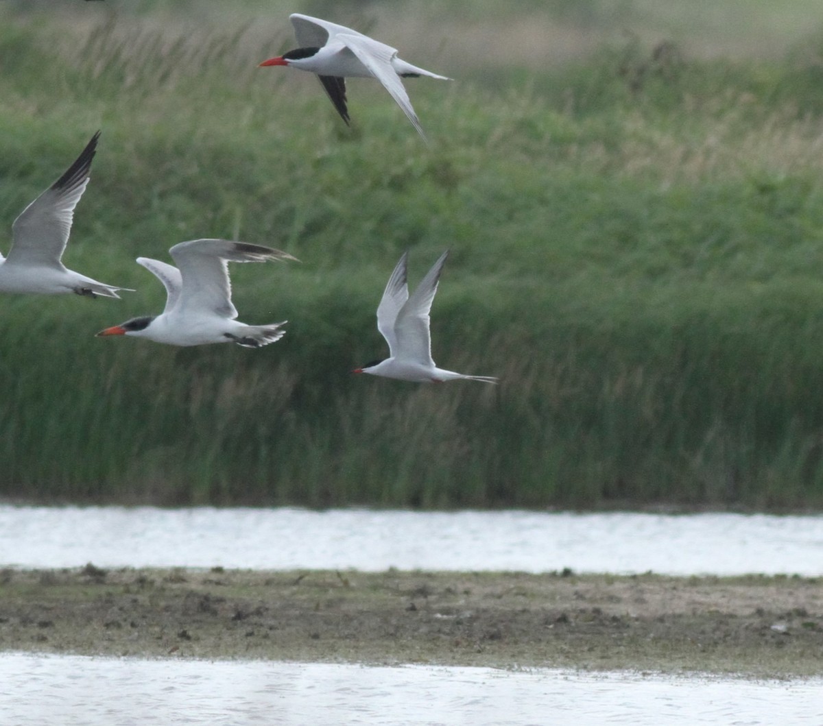 Common Tern - ML618599707