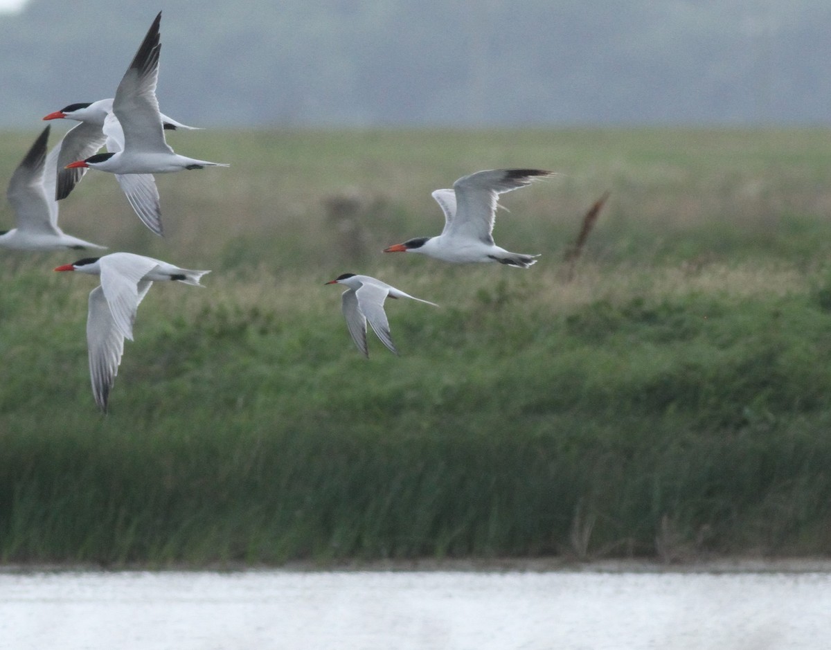 Common Tern - Ron Weeks