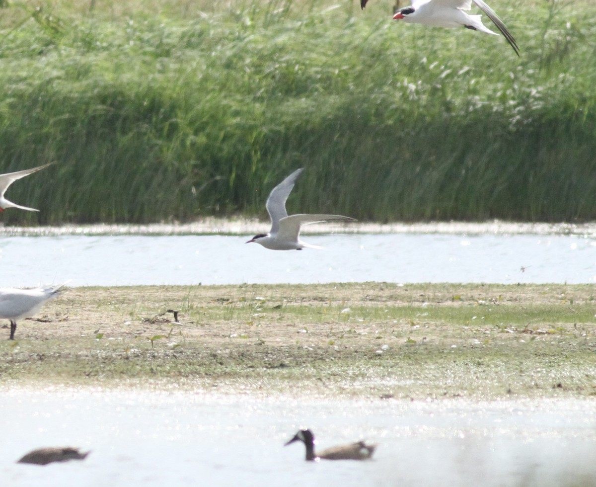 Common Tern - ML618599709