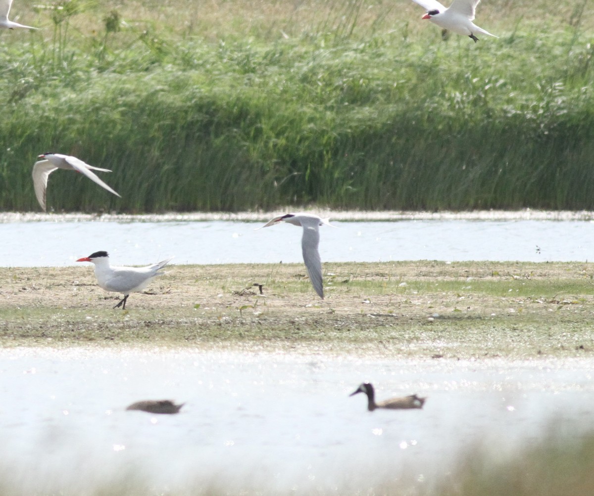 Common Tern - ML618599710