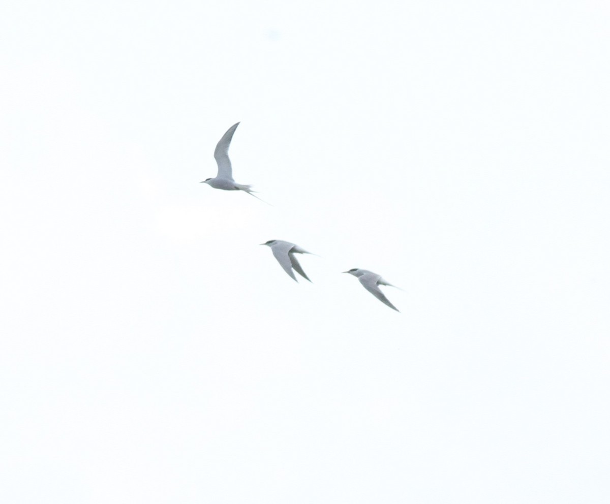 Common Tern - ML618599712