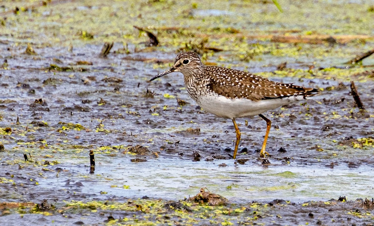 Solitary Sandpiper - Garry  Sadler