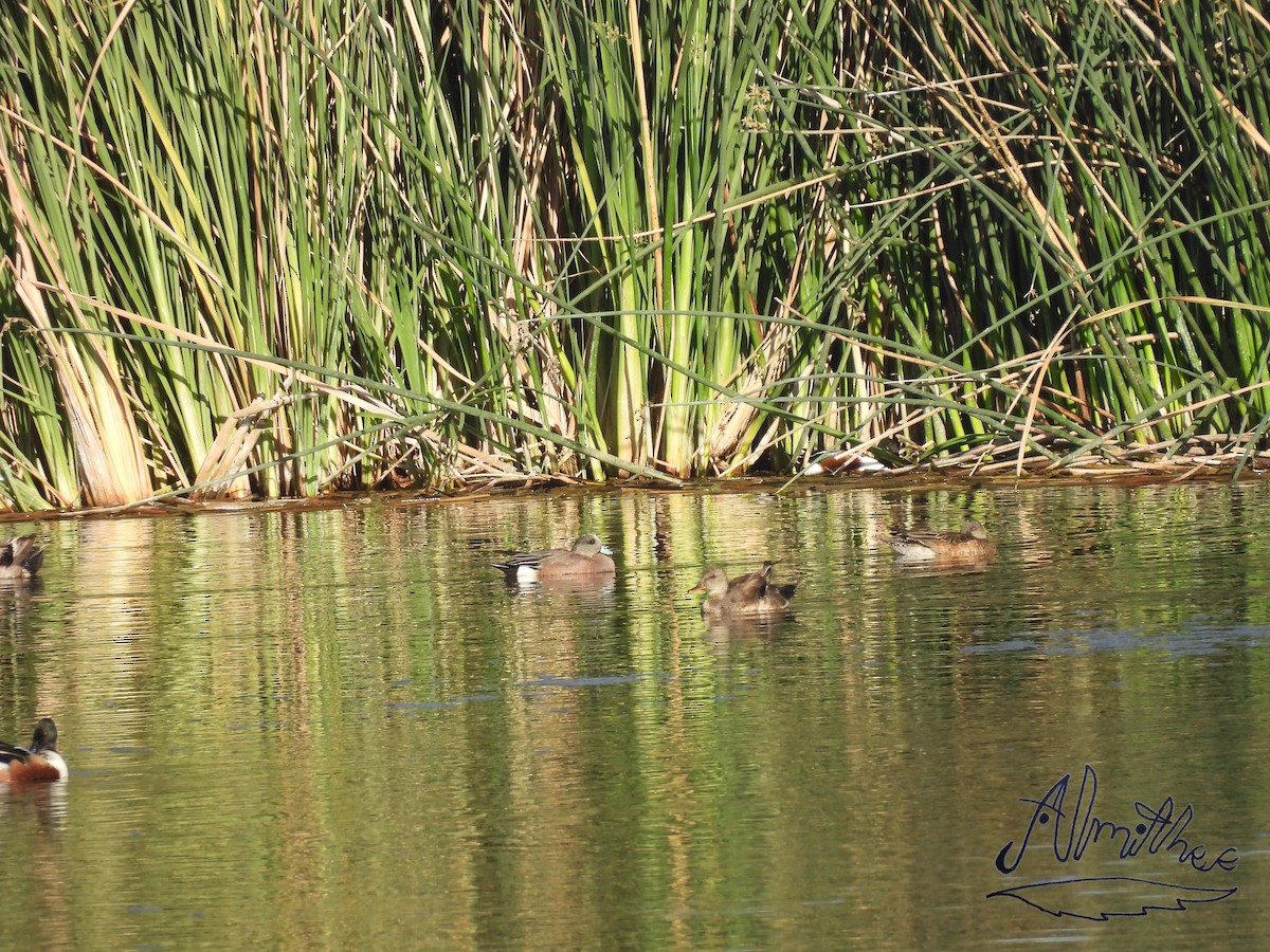 Gadwall - Alexis Fernando Salazar García