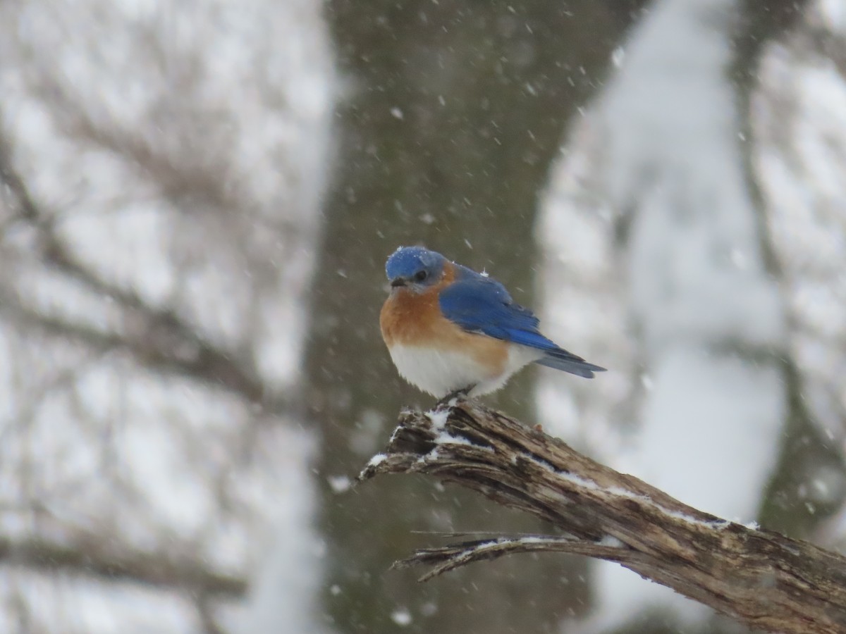 Eastern Bluebird - ML618599744