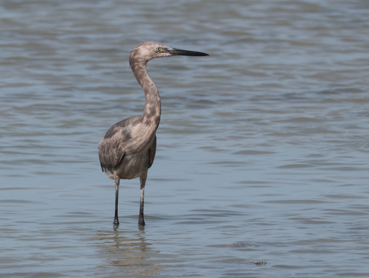 Reddish Egret - Joan Baker