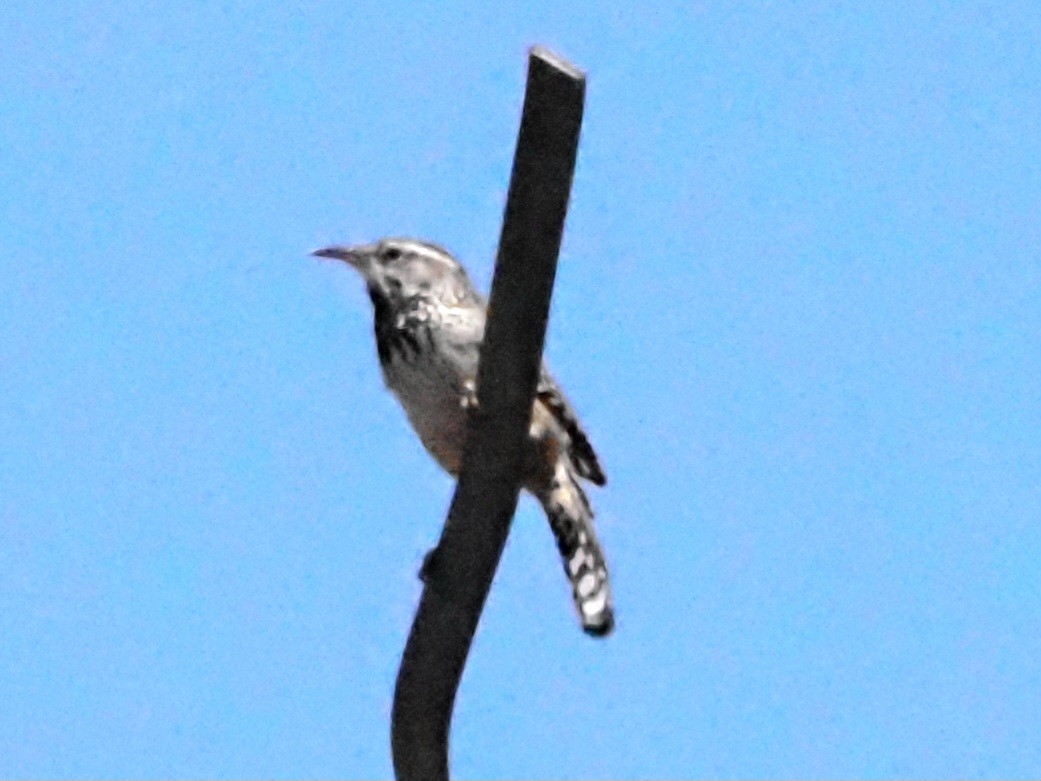 Cactus Wren - ML618599799