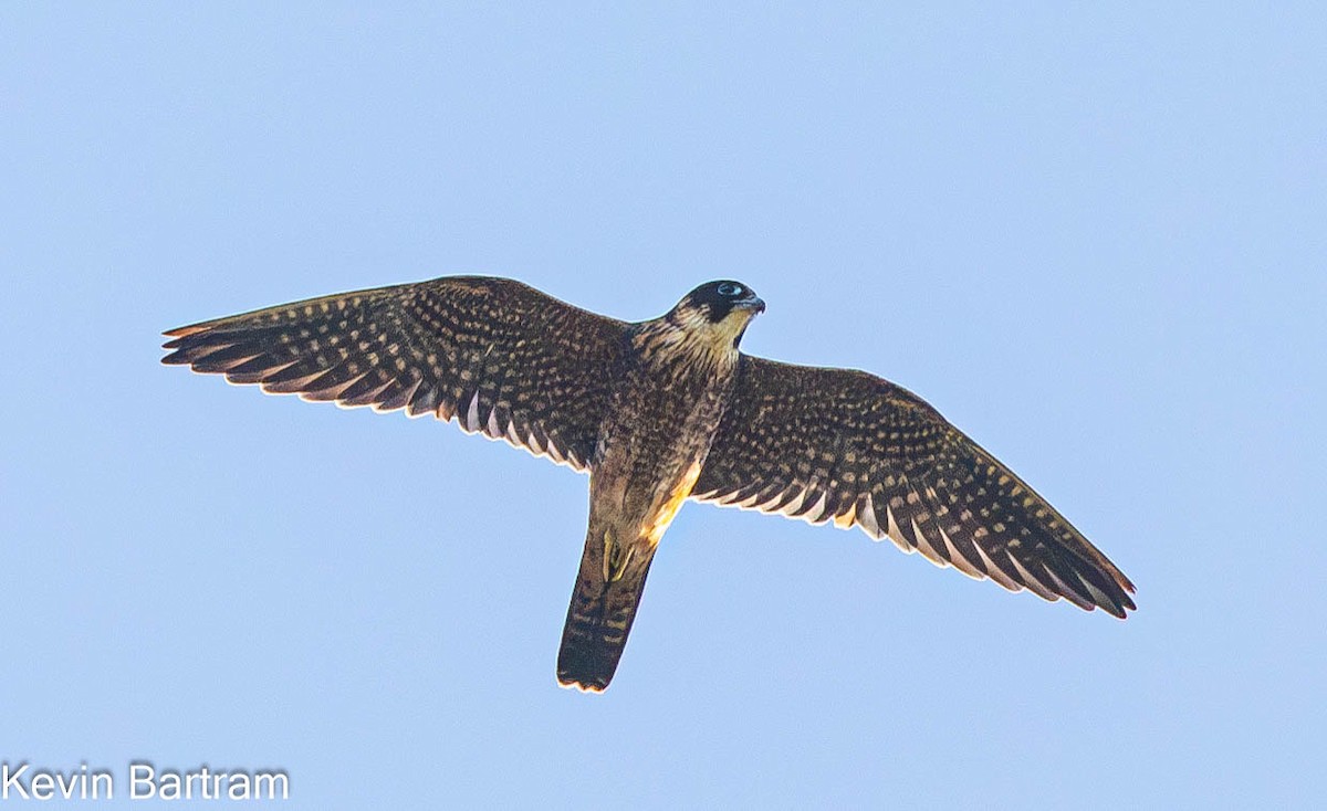 Australian Hobby - Kevin Bartram