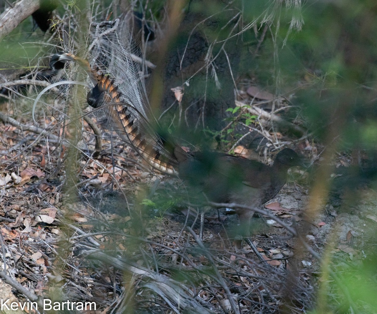 Superb Lyrebird - ML618599825