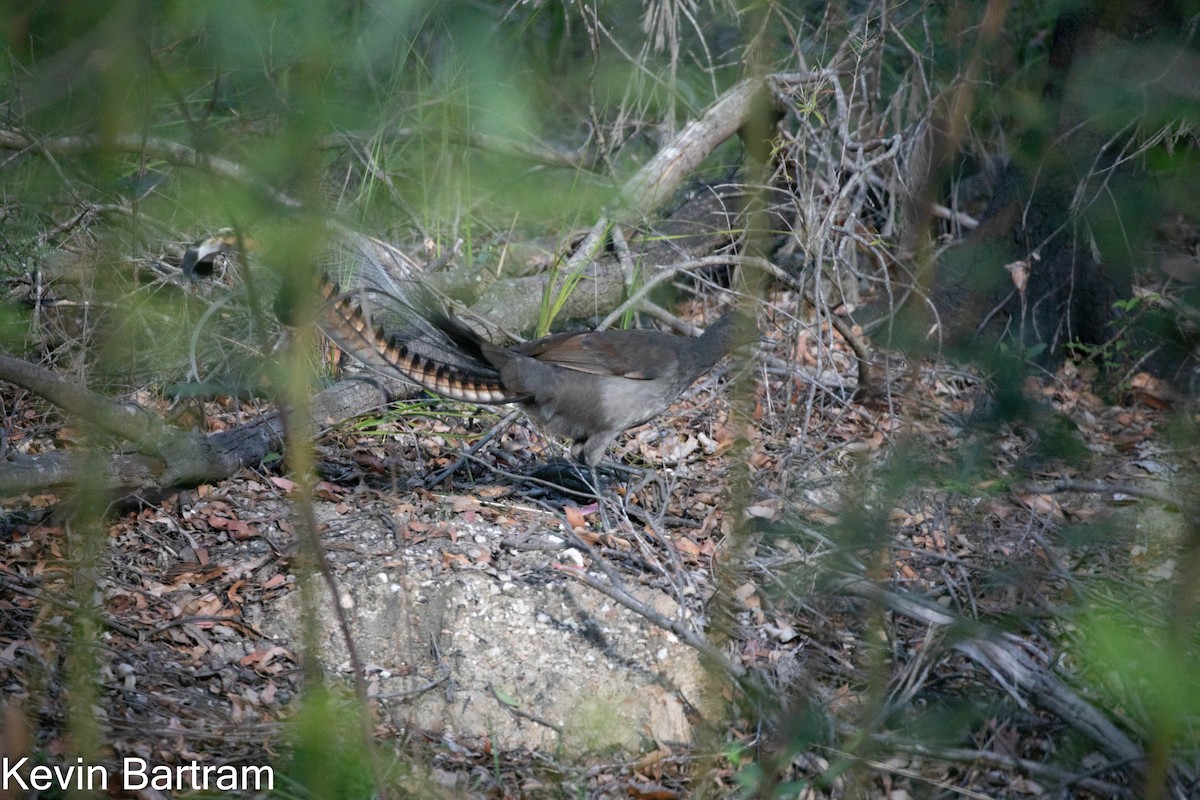 Superb Lyrebird - Kevin Bartram