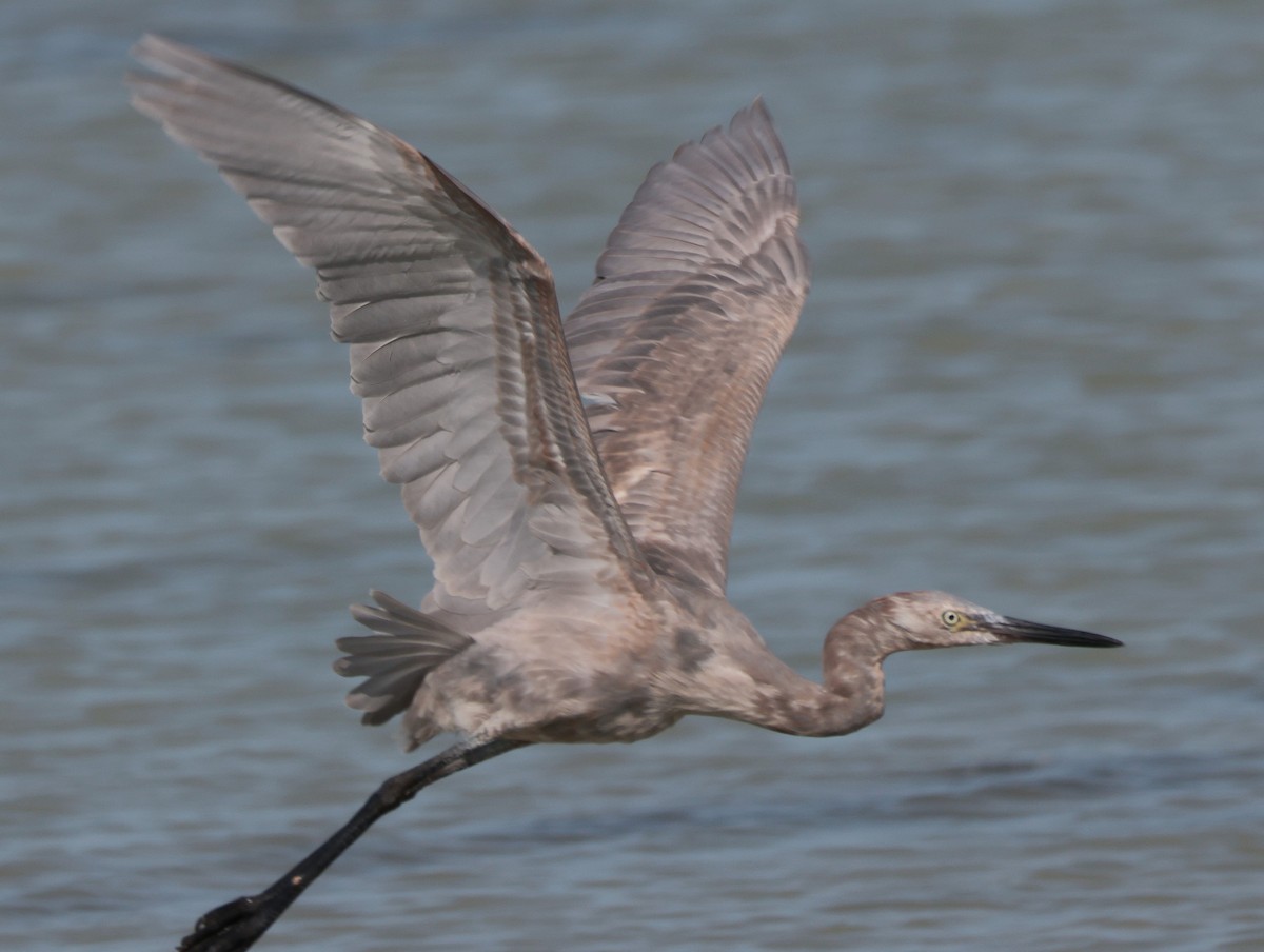 Reddish Egret - ML618599855