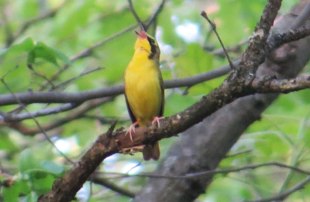 Kentucky Warbler - Vivek Govind Kumar