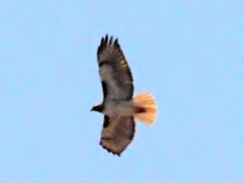 Red-tailed Hawk - Jonine Dewitte