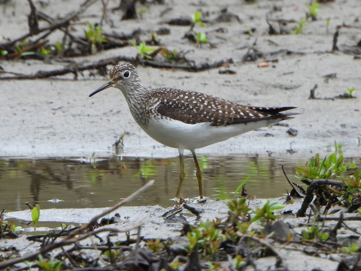 Solitary Sandpiper - ML618599898