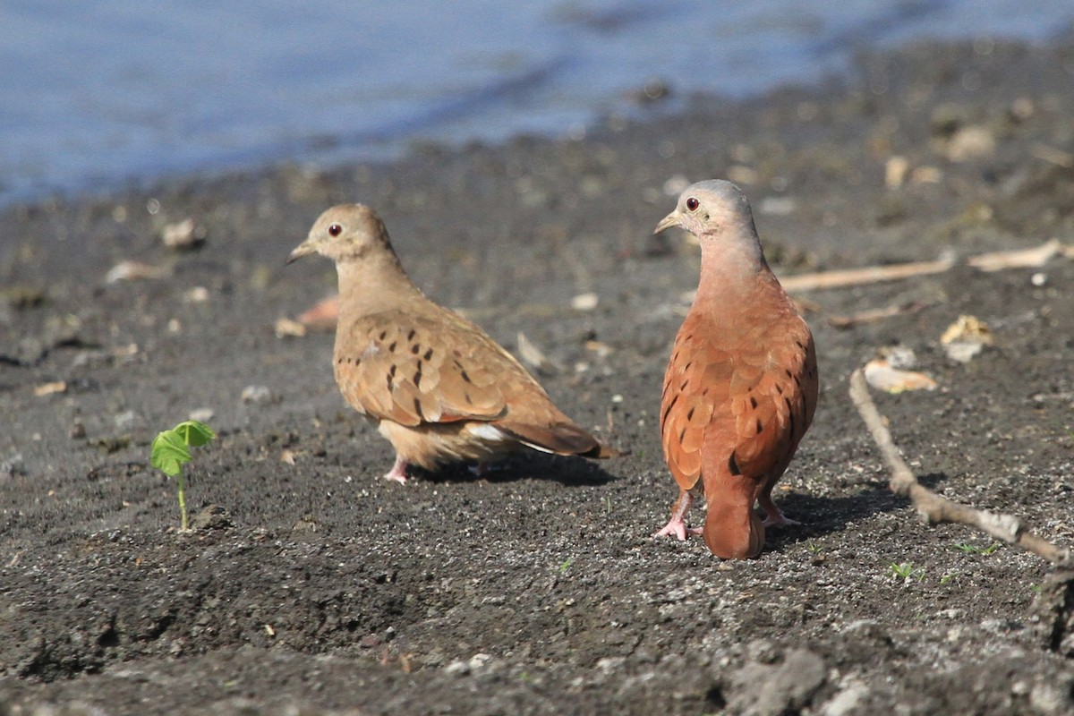 Ruddy Ground Dove - ML618599903