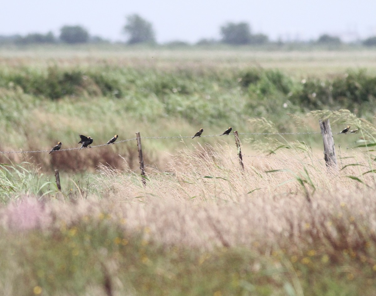 bobolink - ML618599920