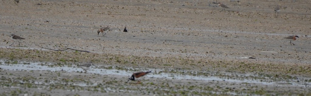 Ruddy Turnstone - shantilal  Varu