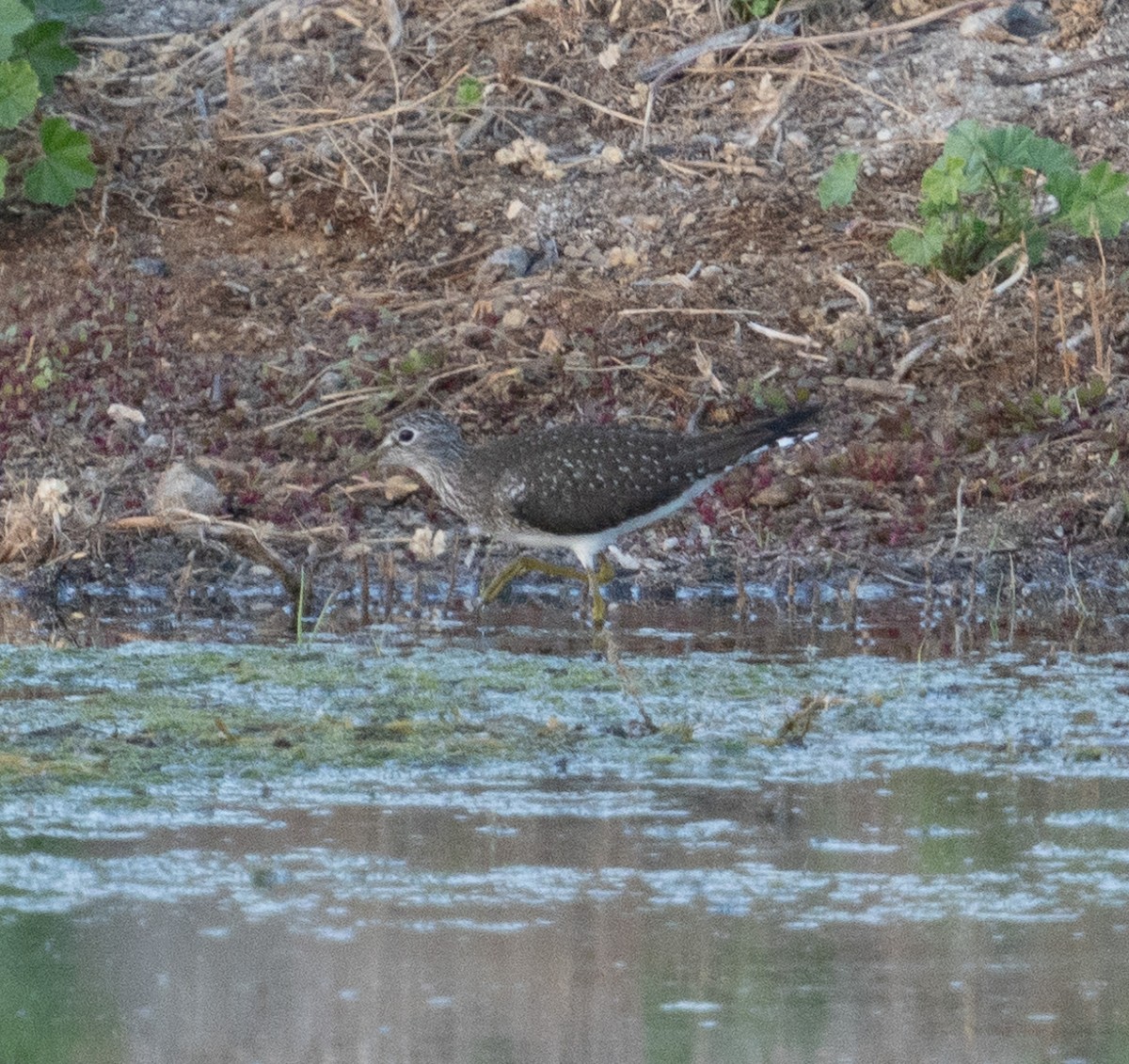 Solitary Sandpiper - Mar Pu